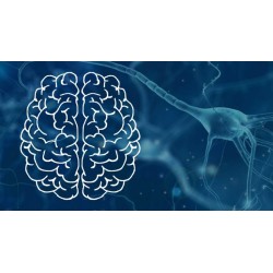Neurociencia cognitiva