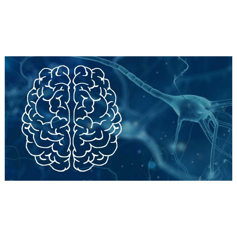 Neurociencia cognitiva