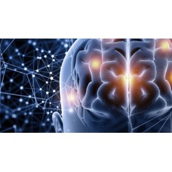 Técnicas de investigación en neurociencia