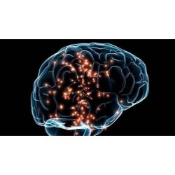 FUNDAMENTOS DE NEUROCIENCIA
